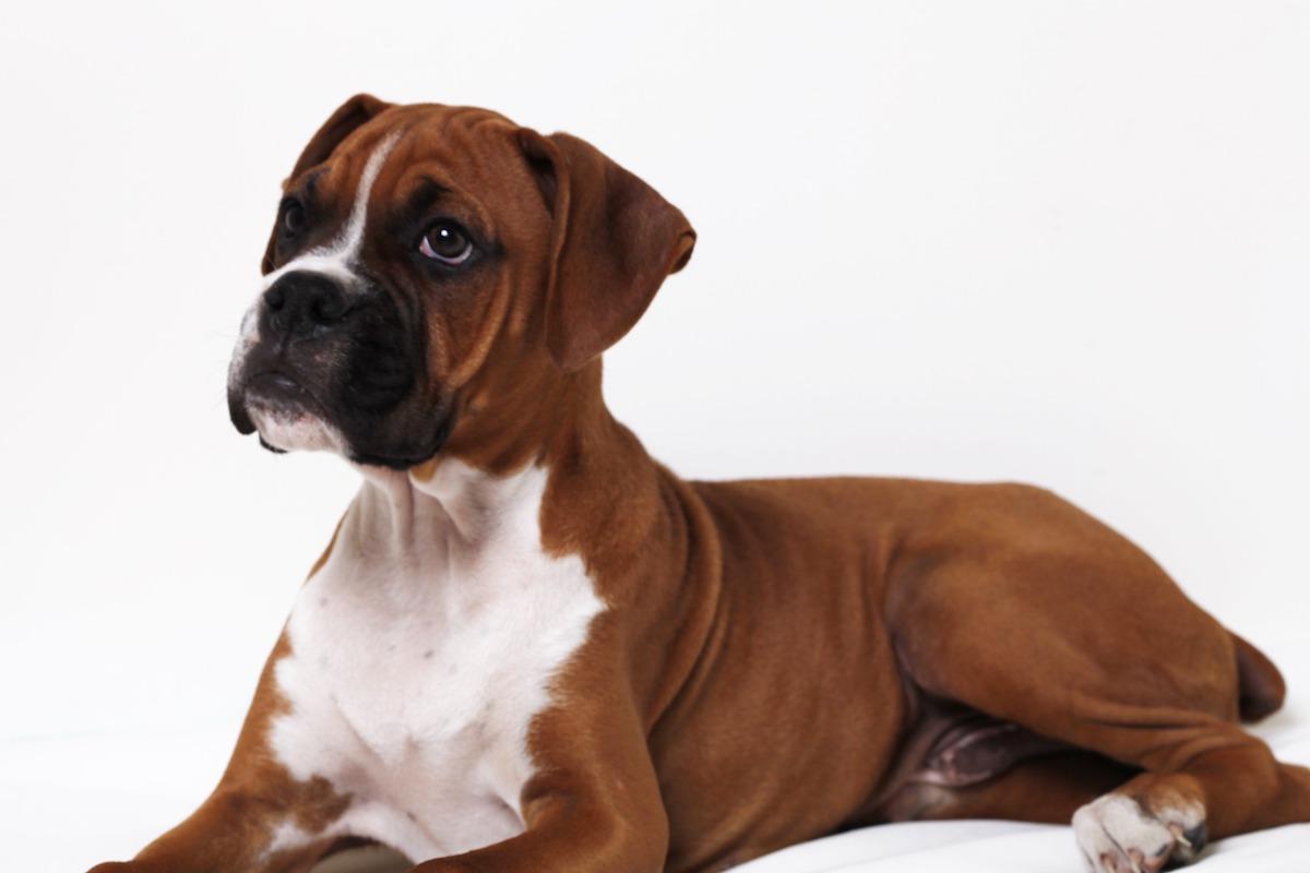 cane-boxer