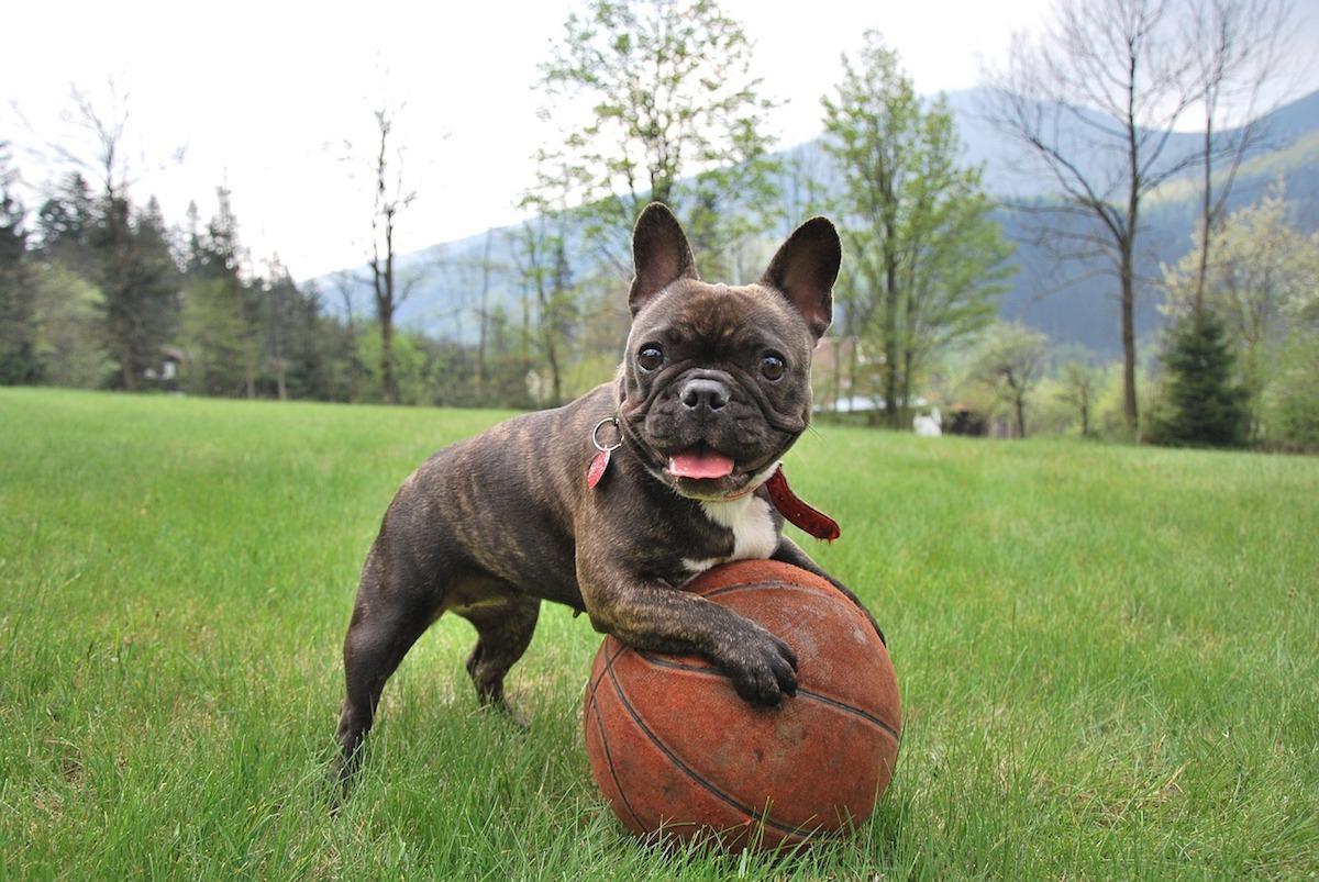 cane-bulldog-francese