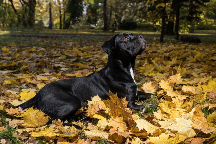 cane-corso