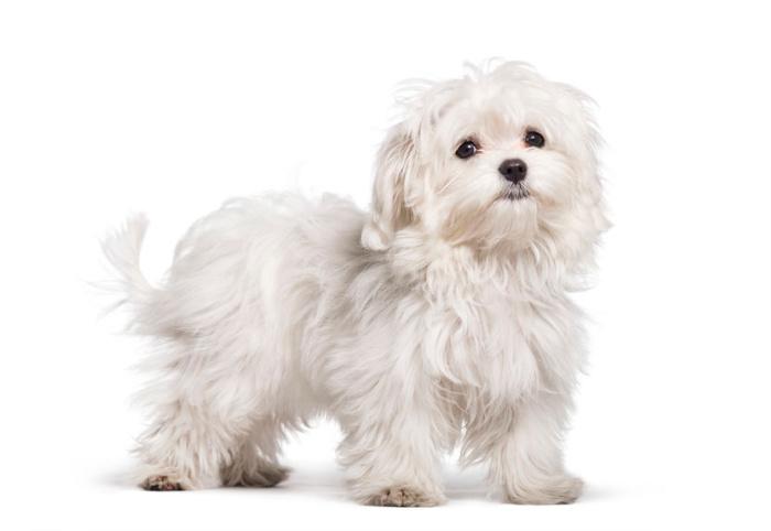 cane-maltese