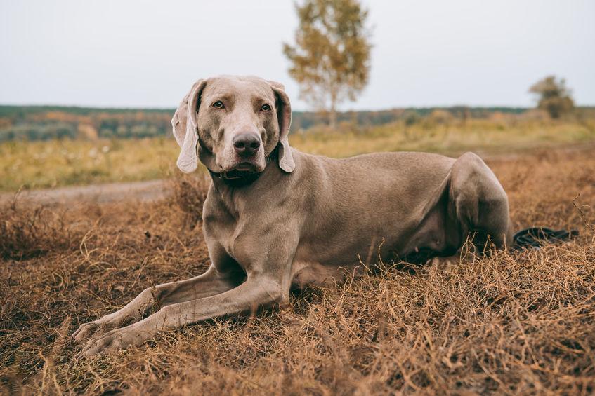 Cani razza Weimaraner