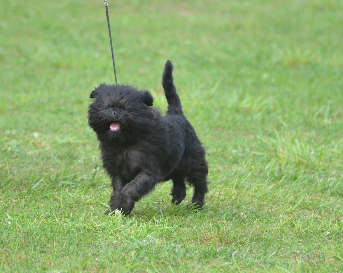 Affenpinscher