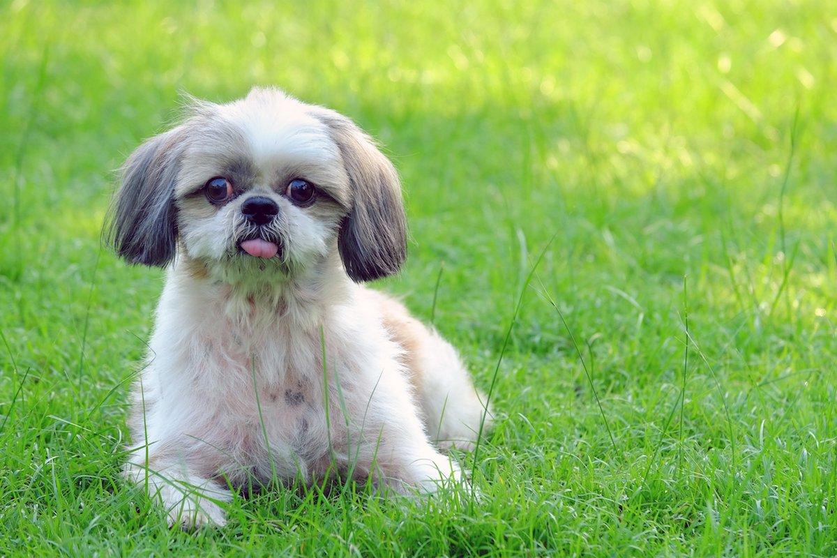 shih-tzu