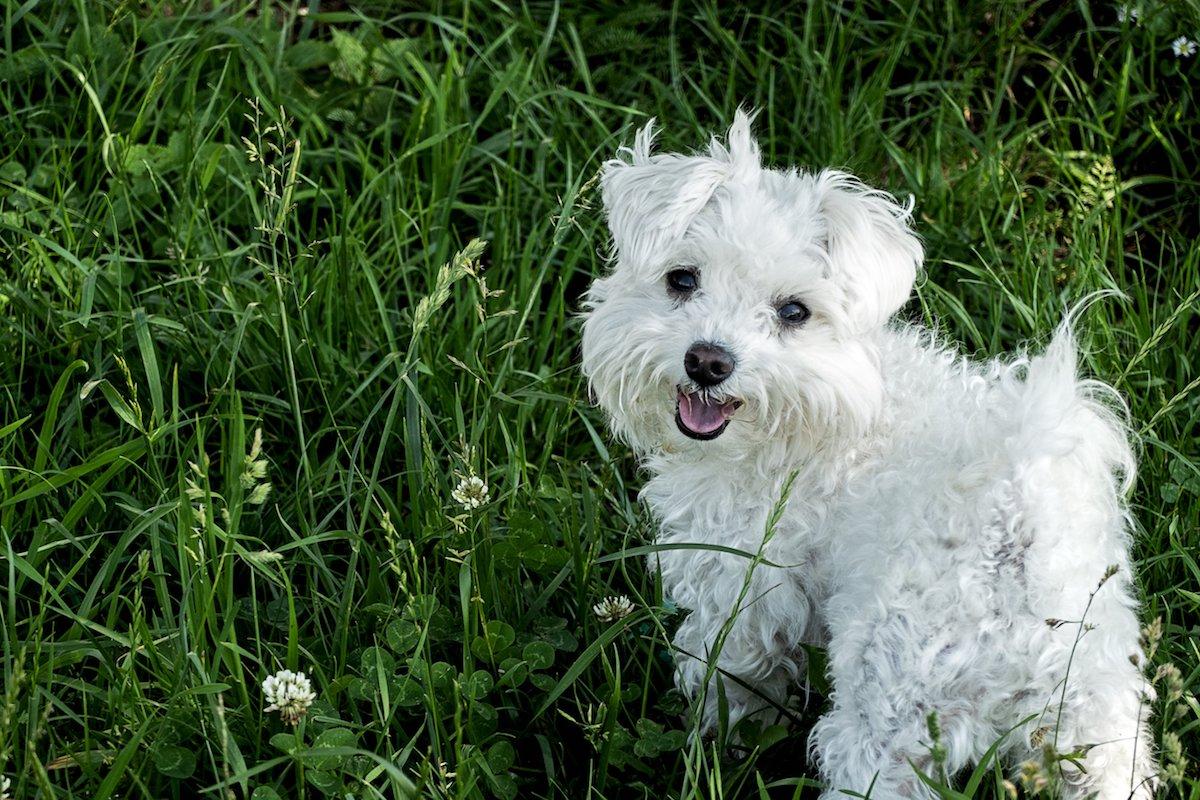 maltese