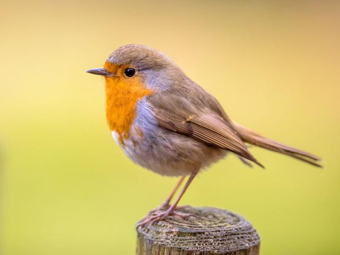 characteristics-of-the-robin characteristics-of-the-robin