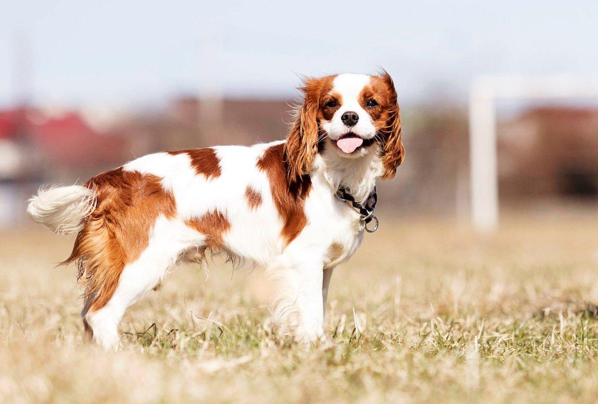 cavalier-king-spaniel