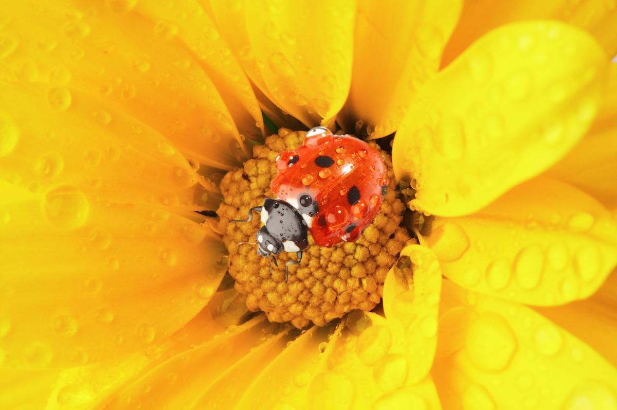 Coccinella, caratteristiche dell'insetto portafortuna - Cure