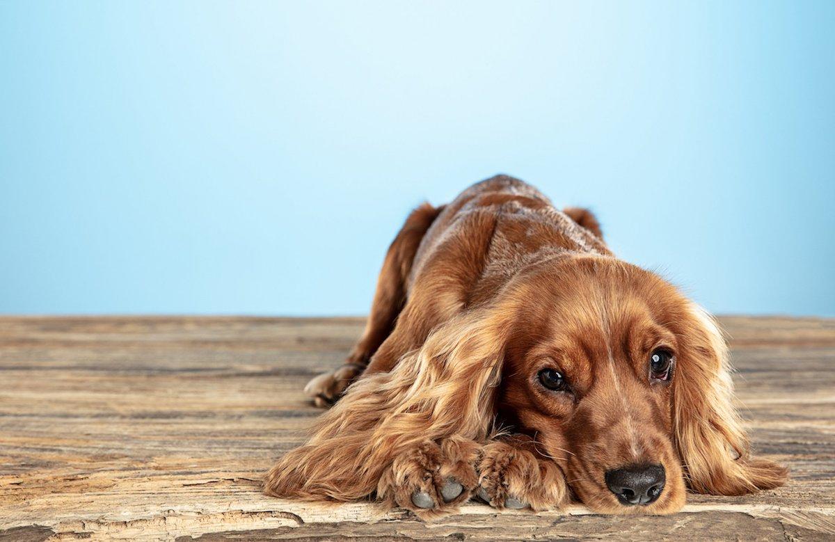 cocker-spaniel-inglese