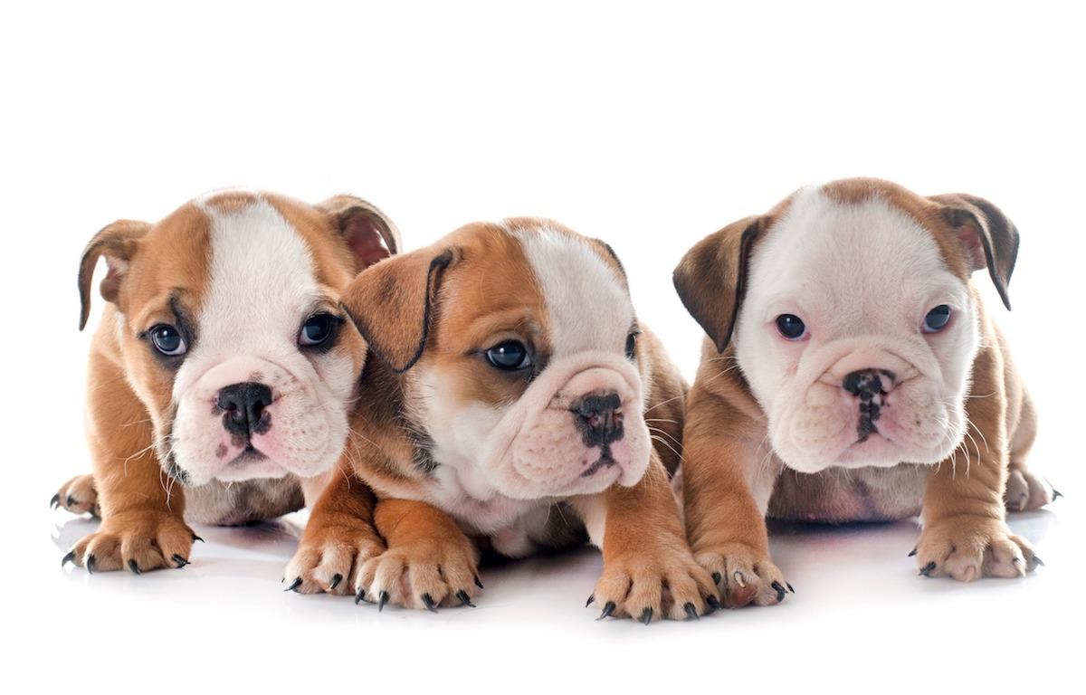 cuccioli-bulldog-inglese