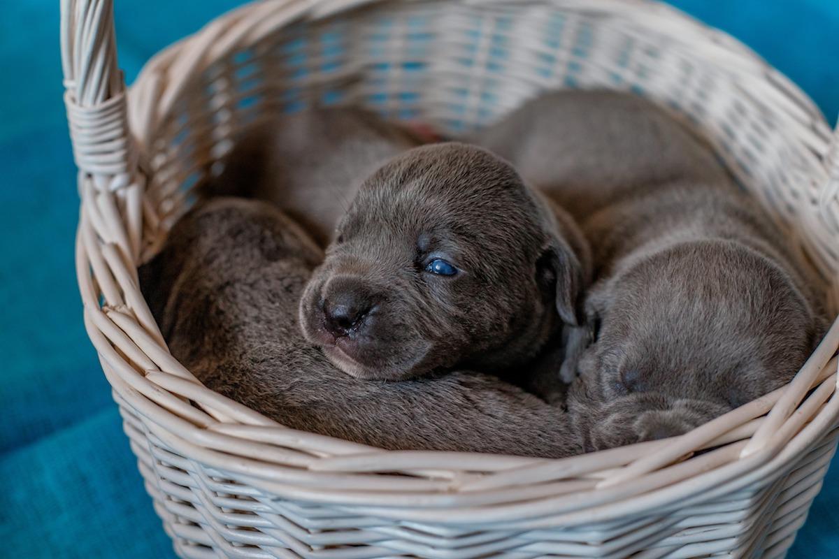 cuccioli-cane-corso