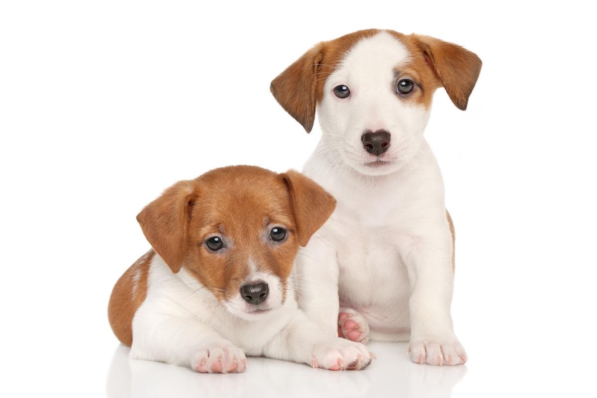 cuccioli-jack-russell-terrier