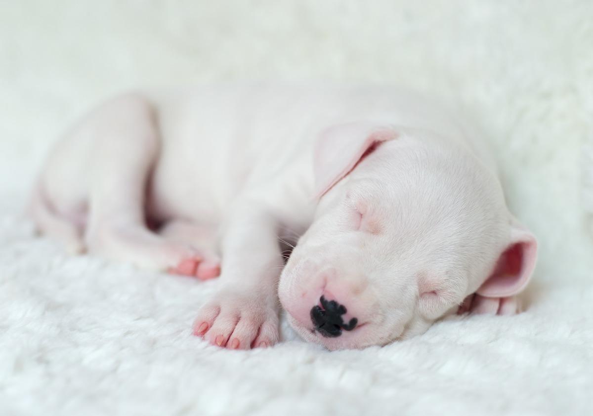 dogo-argentino