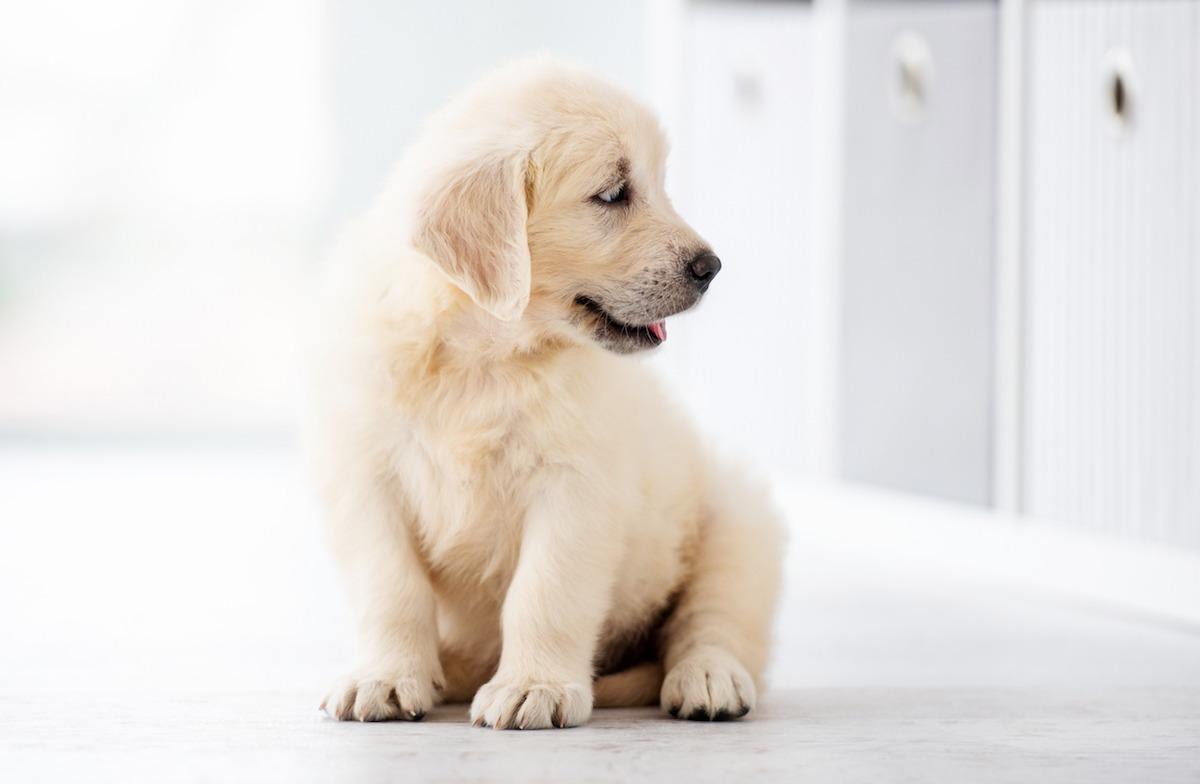 cuccioli-golden-retriever