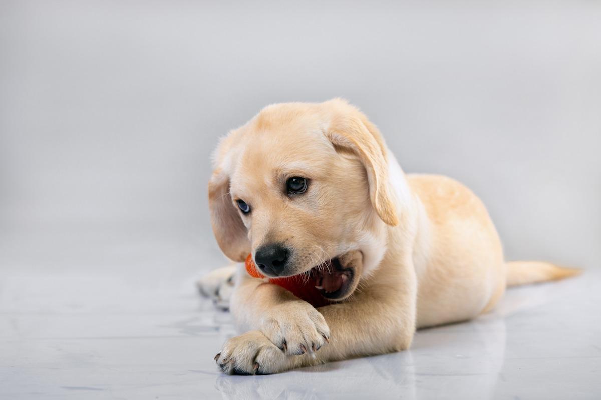 cucciolo-labrador