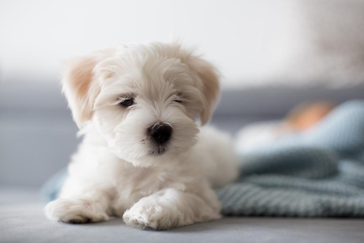 cucciolo-cane-maltese