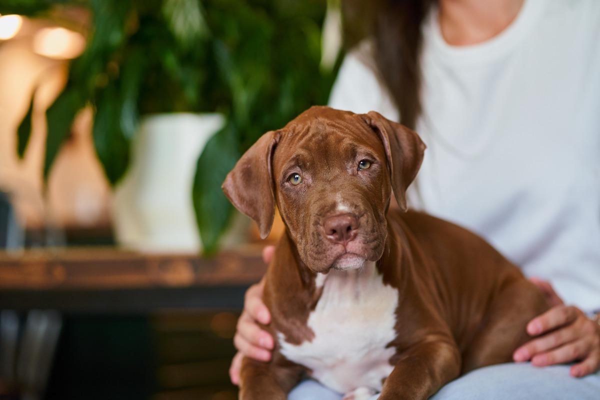 american-pitbull-terrier-cucciolo