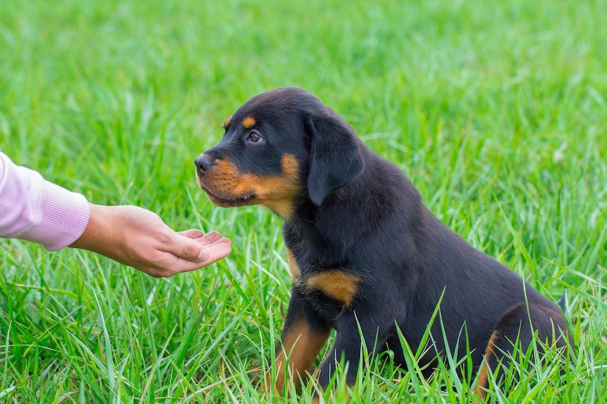 cucciolo-rottweiler