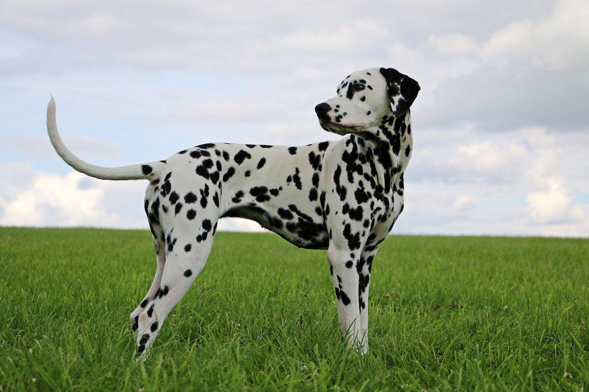 dalmata