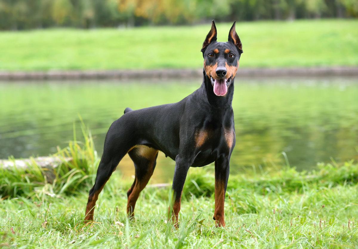 razza-dobermann