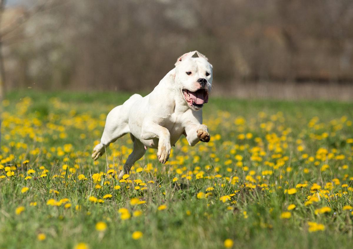 dogo-argentino