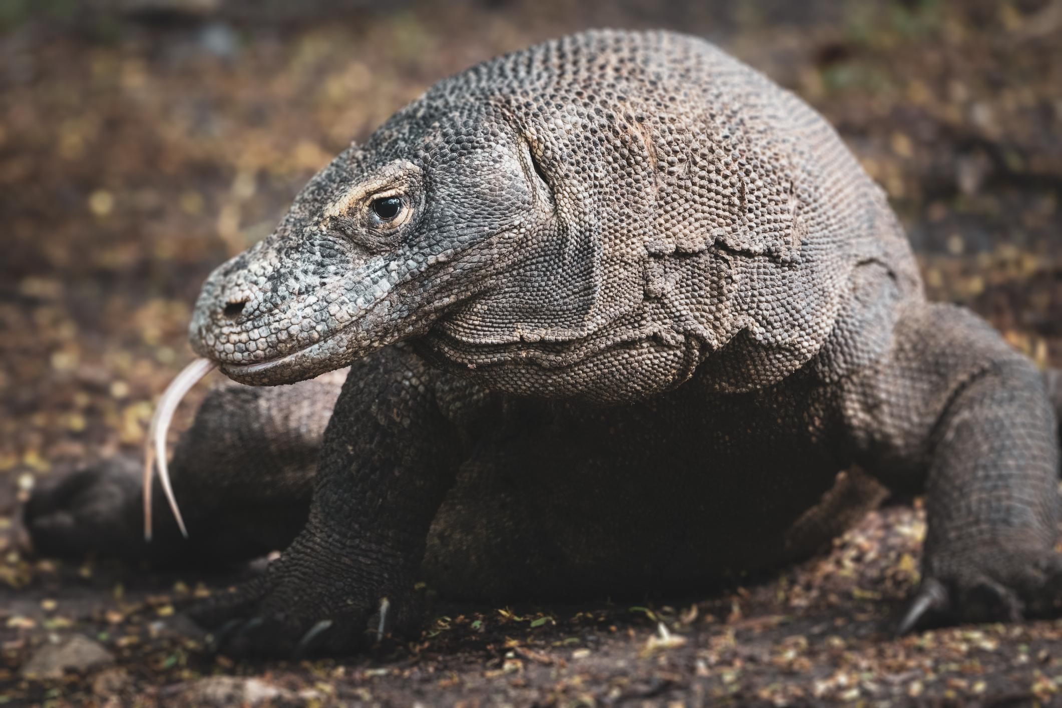 drago-di-komodo drago-di-komodo