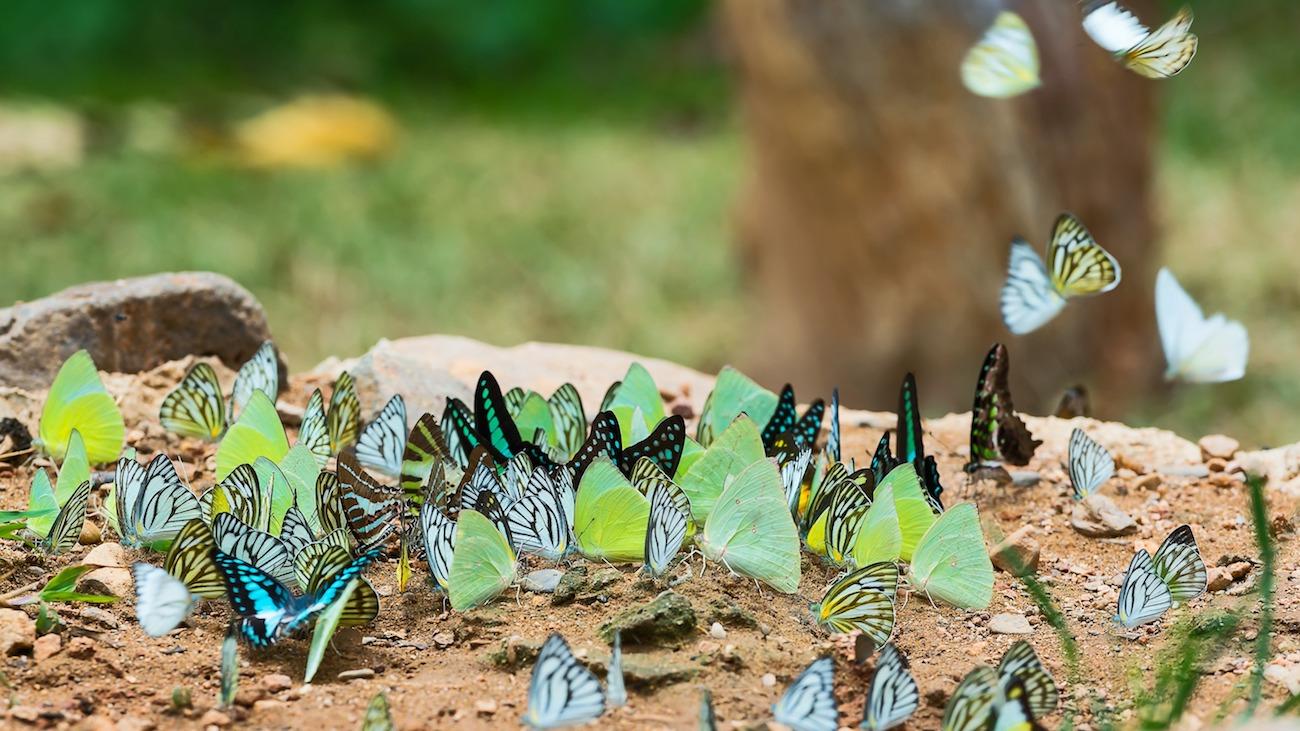farfalle-caratteristiche-insetto-biodiversita