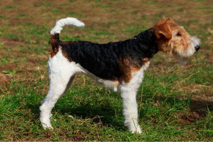 fox-terrier