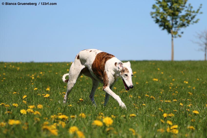 Cane razza spagnola, galgo spagnolo