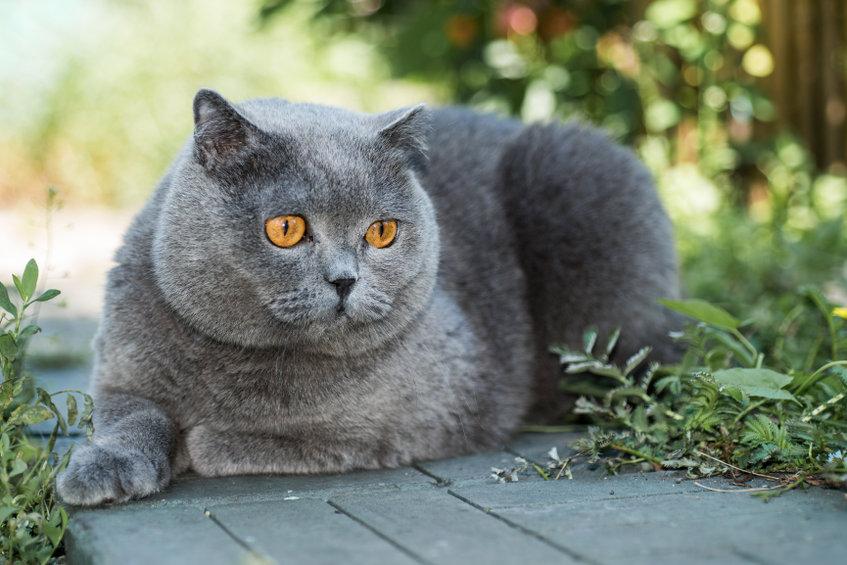 Gatto British Shorthair