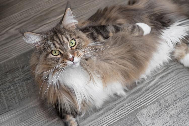 gatto-maine-coon