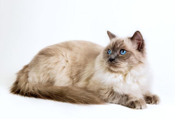 gatto-ragdoll