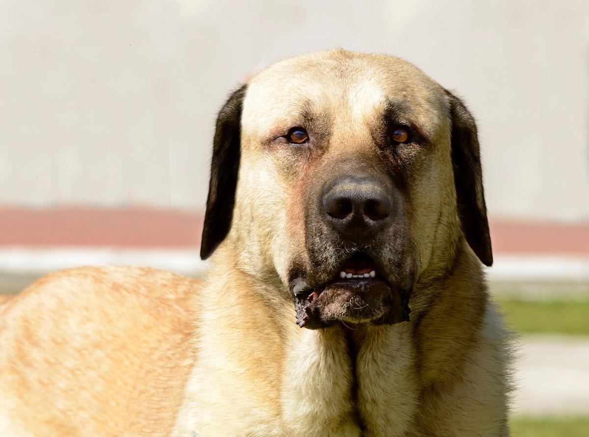 kangal-cane-pastore-anatolia