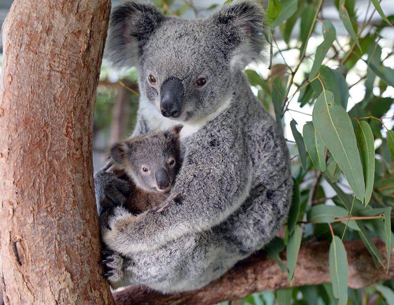 Koala 