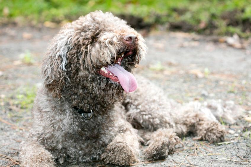 Lagotto romagnolo