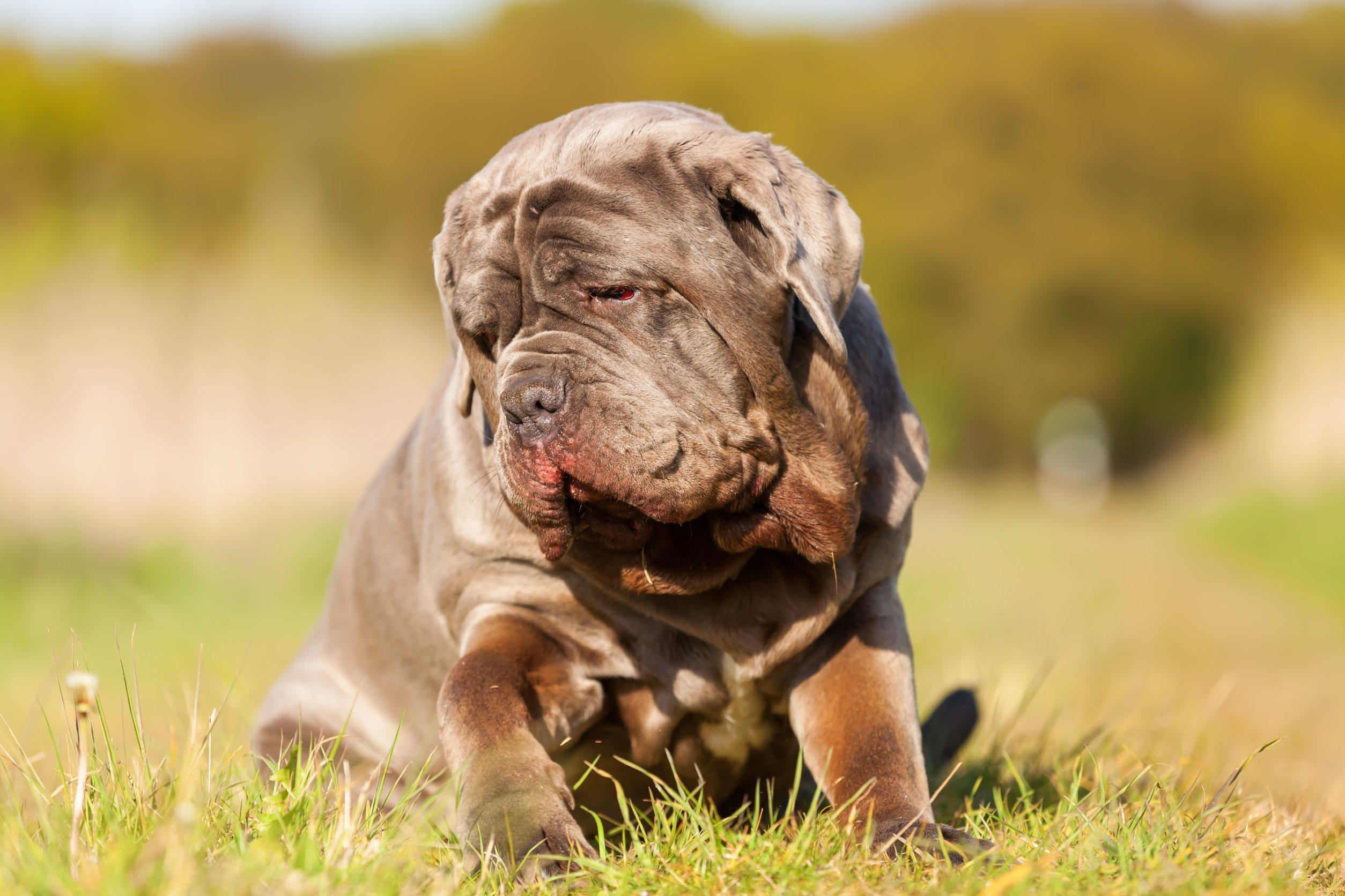 mastino-napoletano