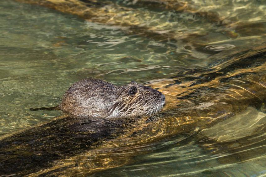 Nutria Nutria