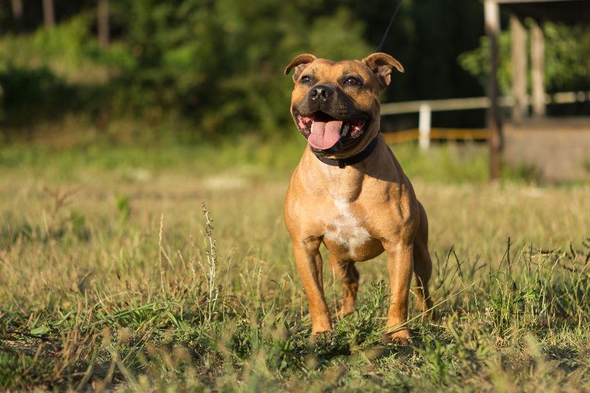 Cane razza Pitbull