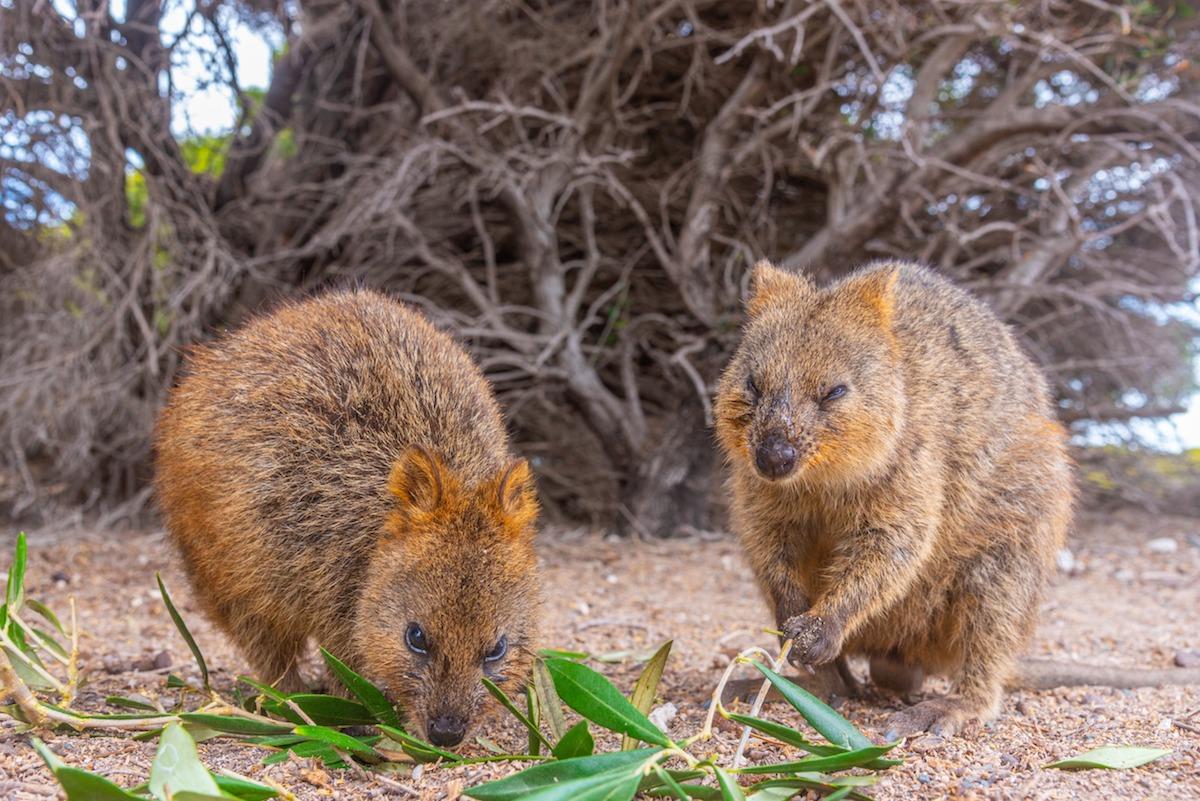 quokka