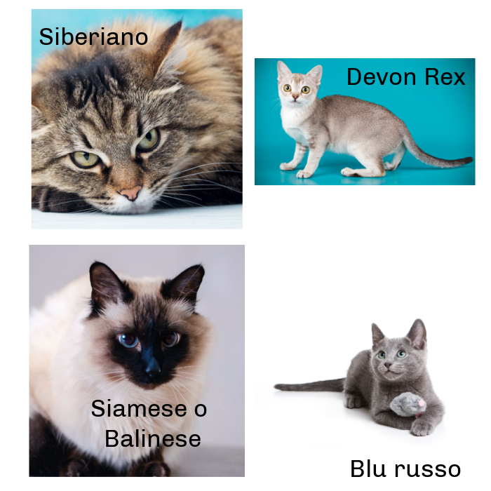 razza-gatto-per-allergici