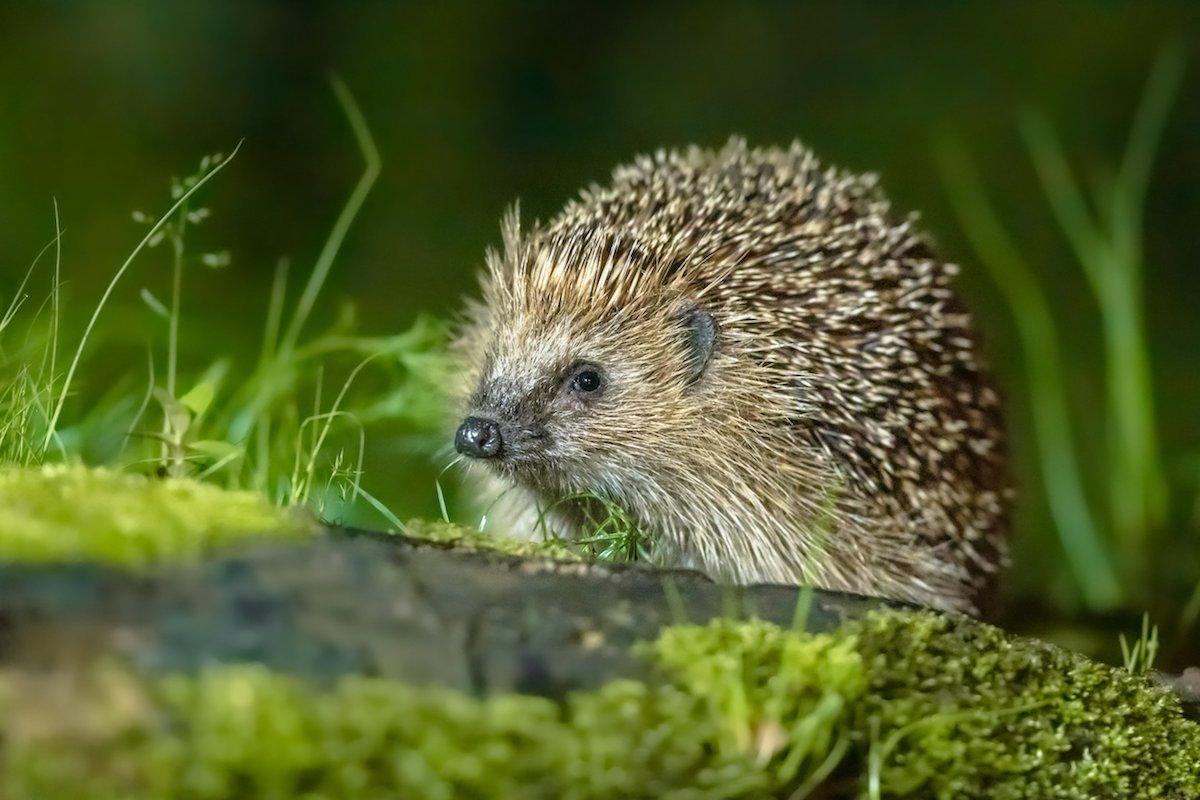 riccio-erinaceus-europaeus