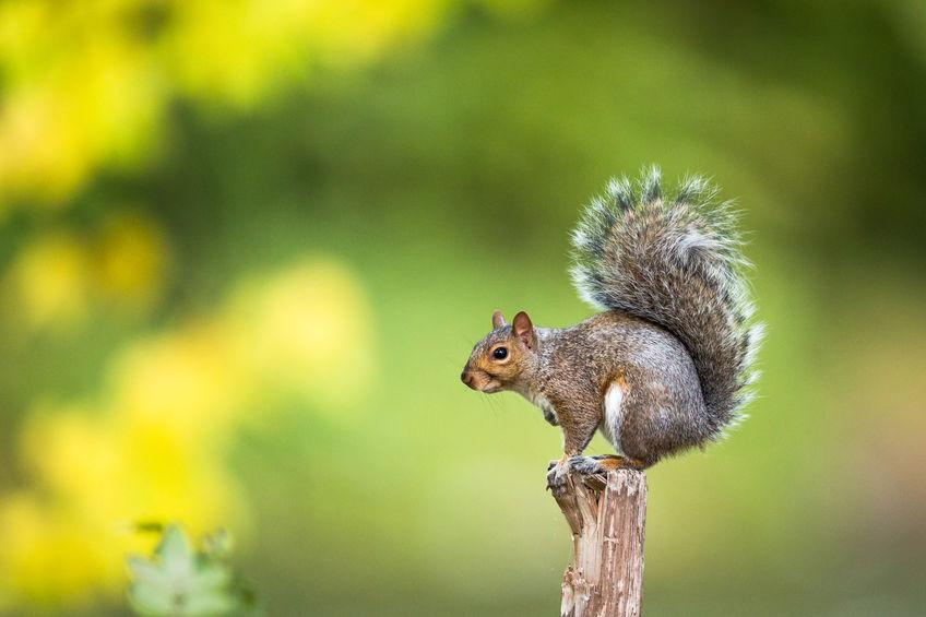 Squirrel Squirrel