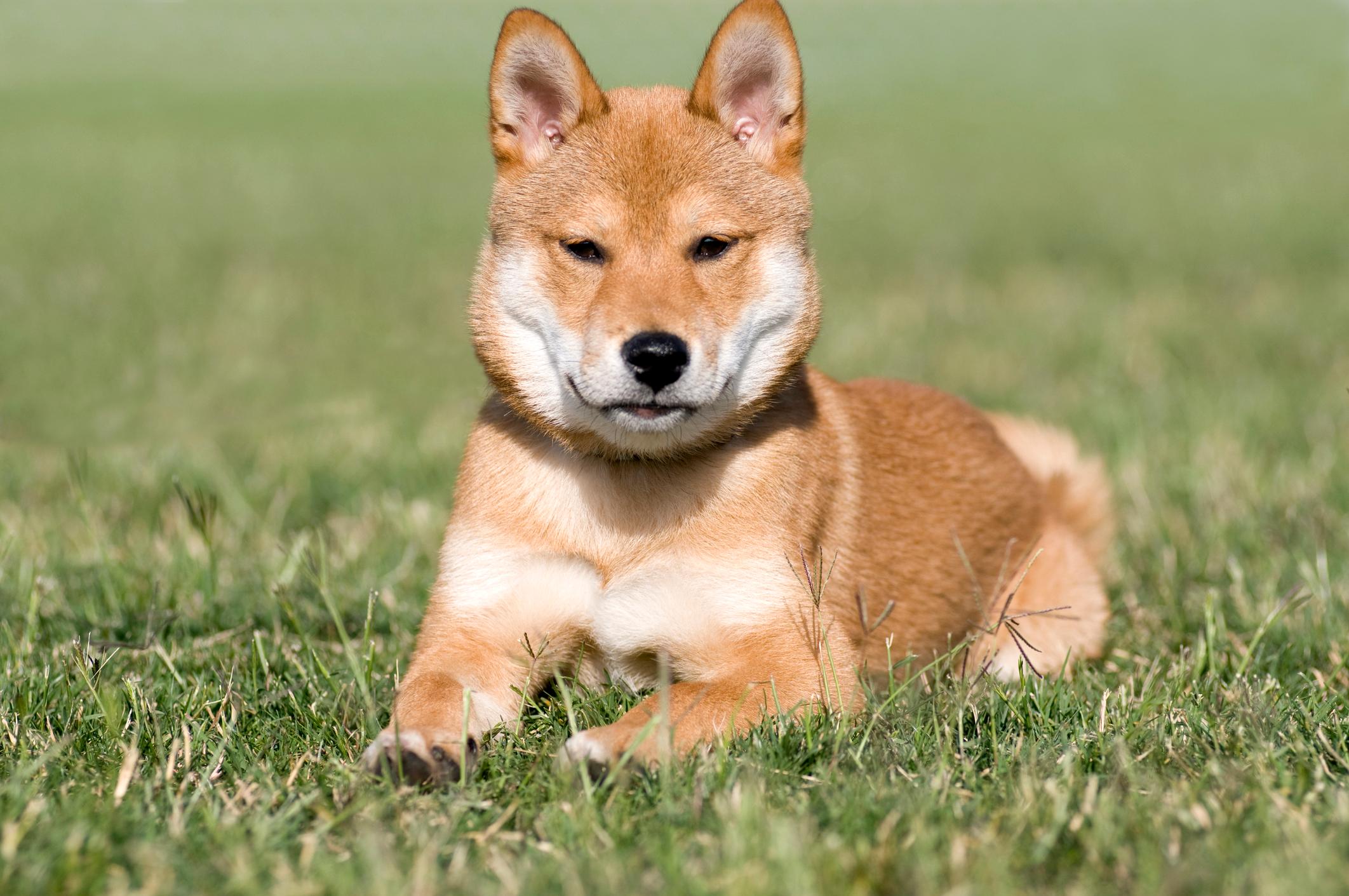 shiba-inu shiba-inu