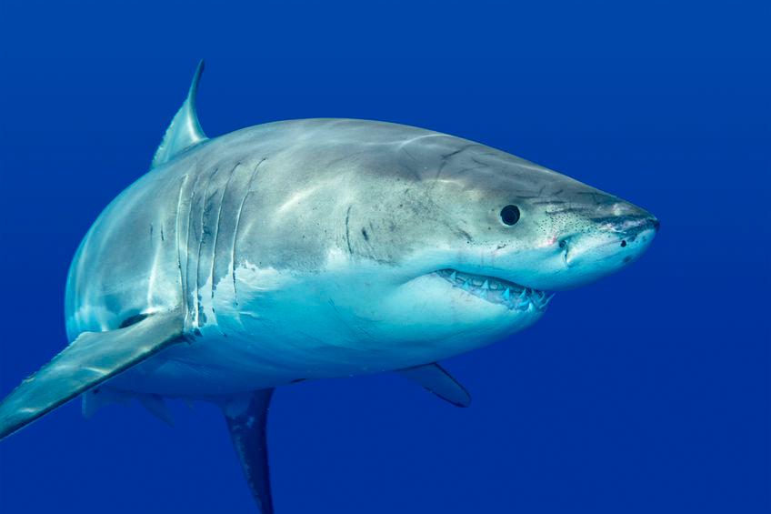 Squalo bianco, specie famosa tra gli Squali