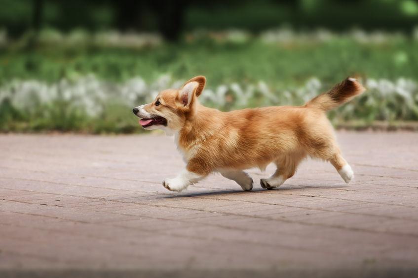 Welsh Corgi