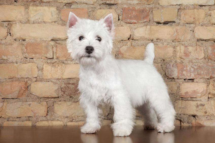 west-highland-white-terrier