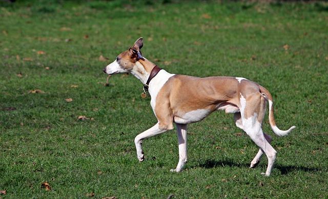 Whippet dog breed