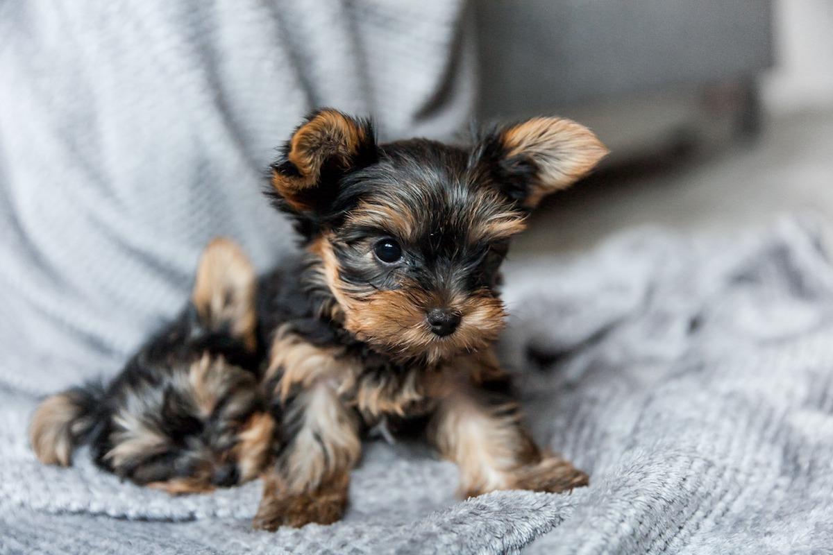 yorkshire-terrier-cucciolo