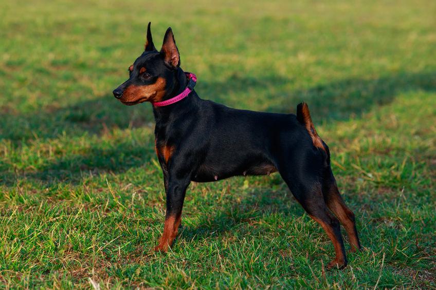 cane razza Zwergpinscher