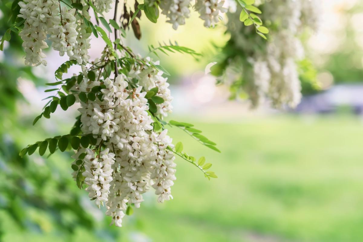 acacia acacia
