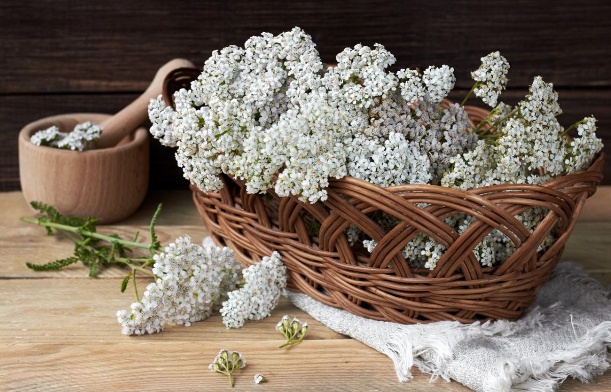 achillea